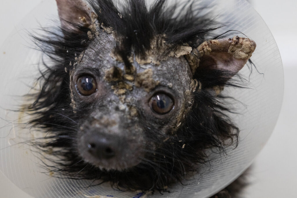 Scar: Dog brought in with serious case of scabies, slowly recovering - Valley Animal Center