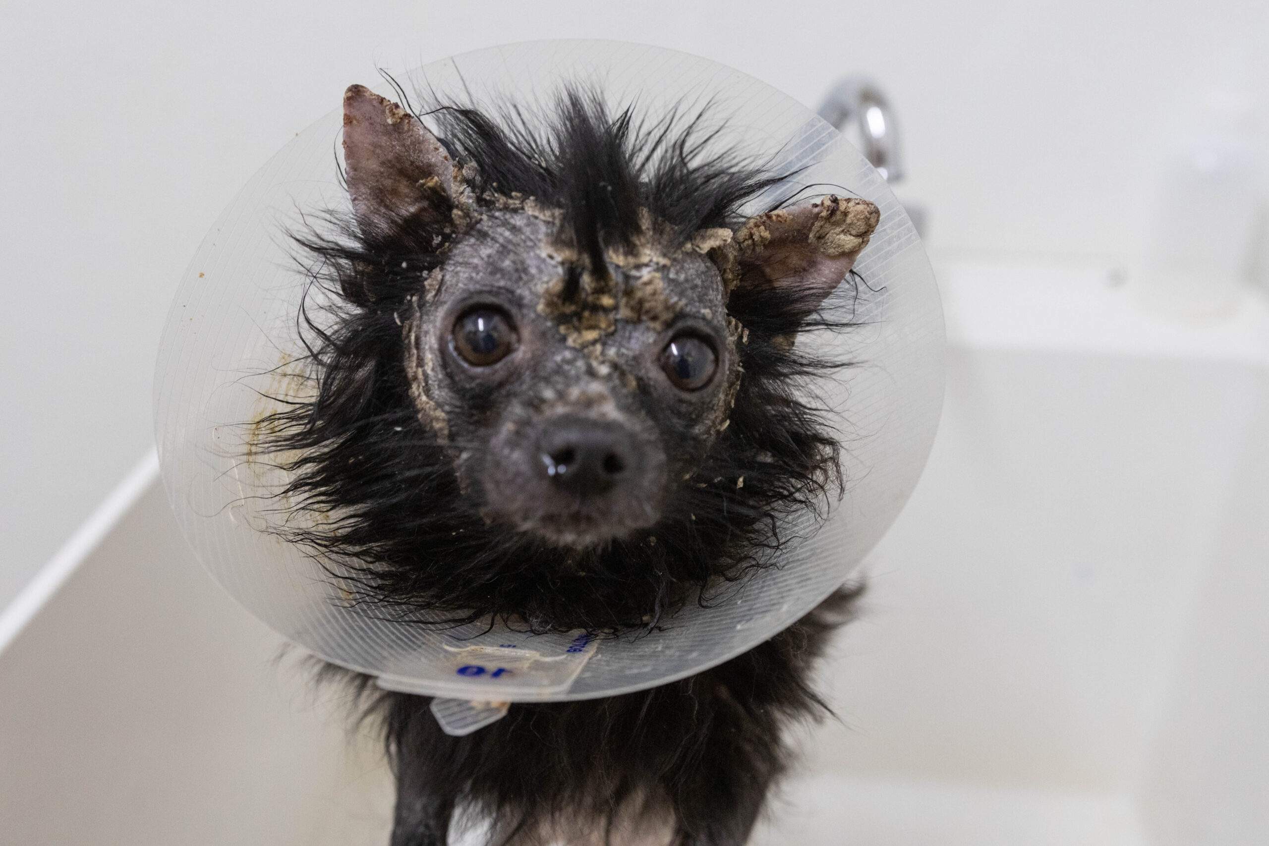 Scar: Dog brought in with serious case of scabies, slowly recovering - Valley Animal Center