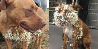 Pissed Off Porcupines Prickling Pooches In Calgary's Prettiest Park |  TheRockies.Life