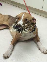 Dogs & Porcupine Quills Don't Mix - Kingston Veterinary Clinic