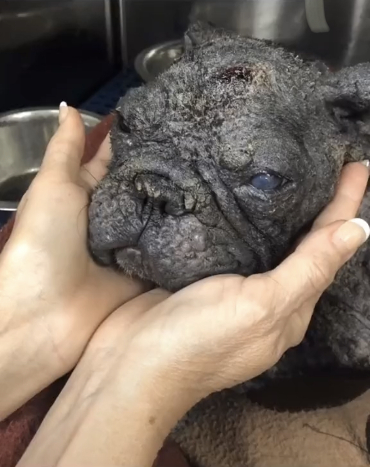 This French Bulldog Has Worst Case Of Mange Vet Had Ever Seen (+ tips to  get rid of it)