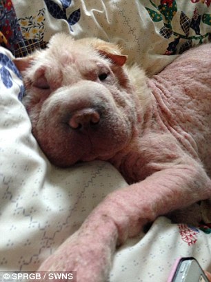 Elmo (pictured) is a Shar-Pei, a breed which requires great care