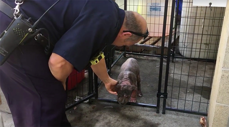 Firefighter saves Chunk