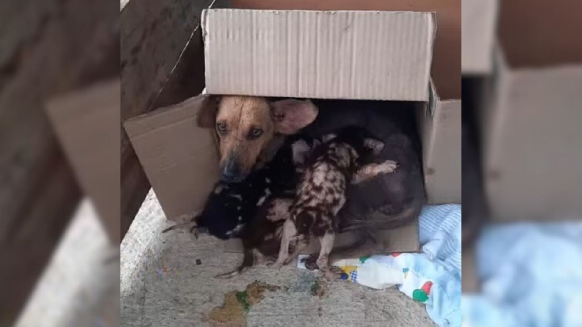 Mom Dog Gives Her Best To Protect Her Babies After Being Abandoned Next To Train Tracks