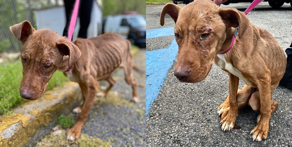 Starving, emaciated pit bull puppy rescued in Paterson | FOX 5 New York