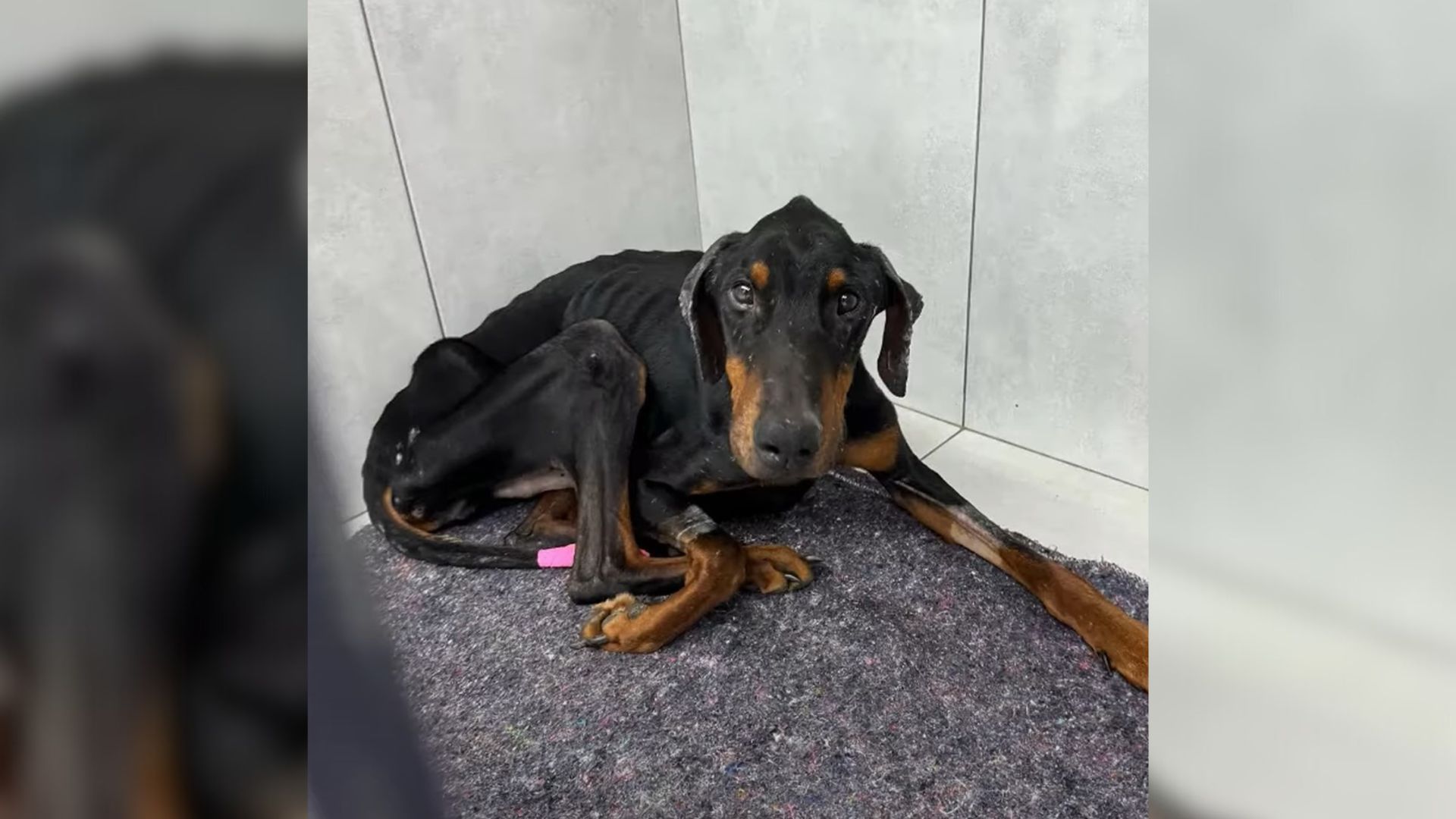 Sweet Doberman Who Was ‘As Skinny As A Skeleton’ Got Completely Transformed After Being Rescued  