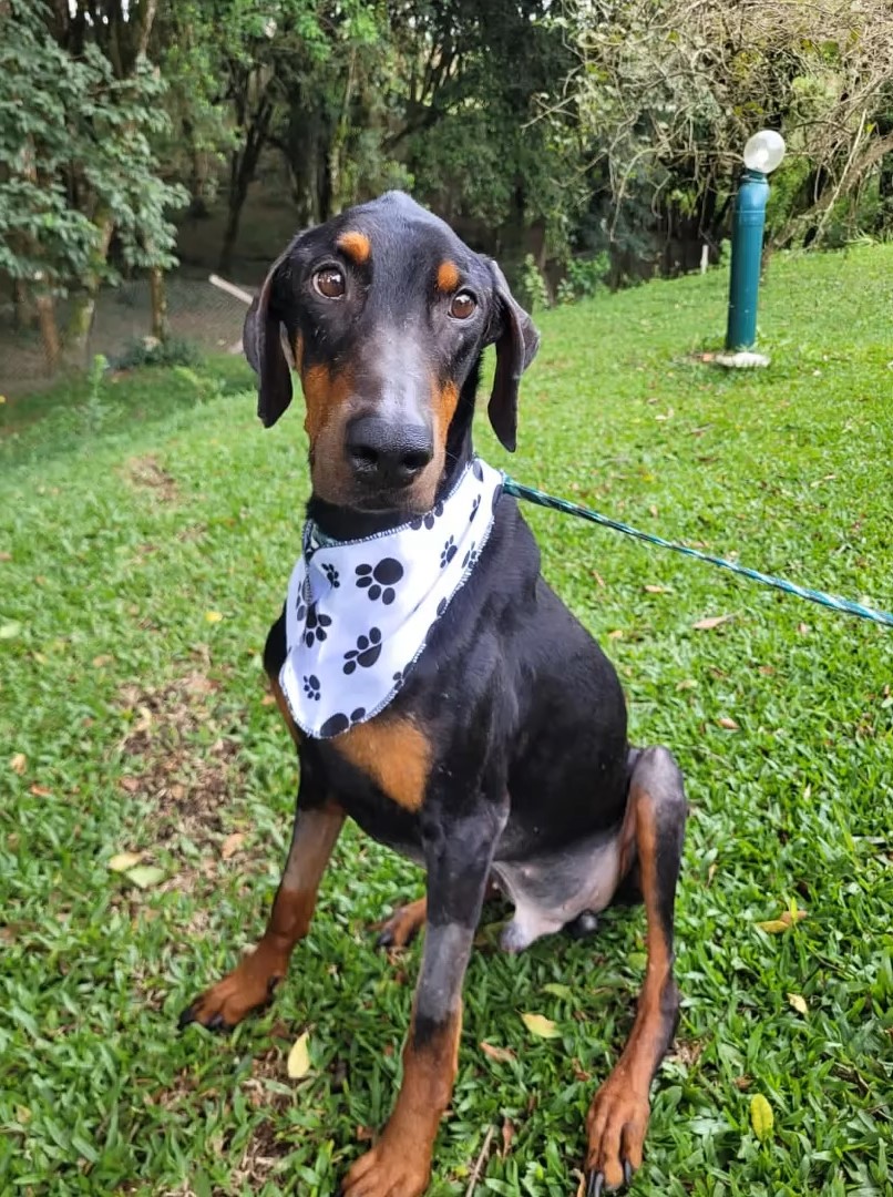 a doberman with scarf