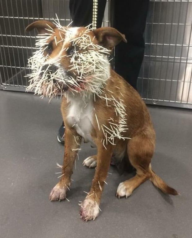 Calgary dog owners urged to avoid prickly problems and watch out for  porcupines | CBC News