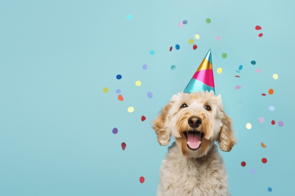 35,031 Birthday Puppy Royalty-Free Images, Stock Photos & Pictures | Shutterstock