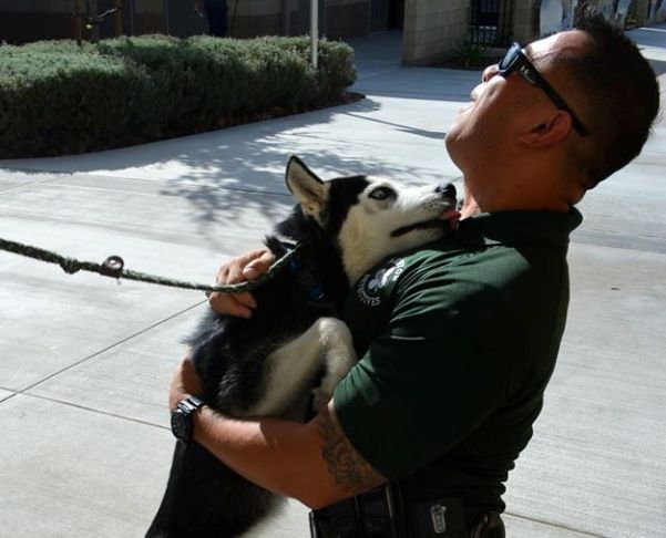 Mike Ventura adopts Chip husky in car chase