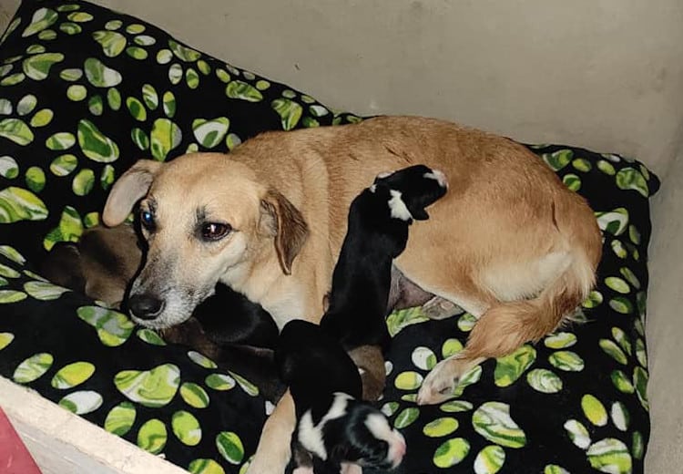 Mom Dog Escaping the Cold Delivers Her Puppies in a Nativity Scene Manger