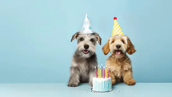 Dog Birthday Pictures | Download Free Images on Unsplash