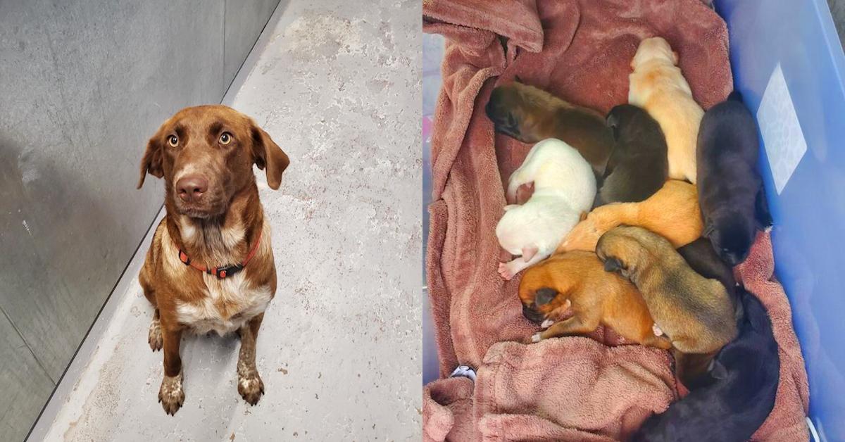 Mama Dog Has Been Force-Fed With Drugs Got Rescued With Her 10 Puppies