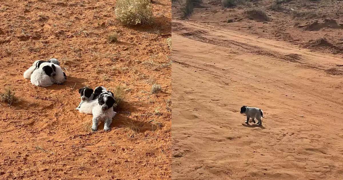 Woman Acts Fast When She Spots Pile Of Abandoned Fluff On Busy Dirt Road