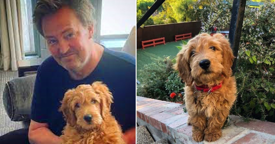 Matthew Perry Passed Away And His Devastated Dog Adopted By Another “Friends” co-star