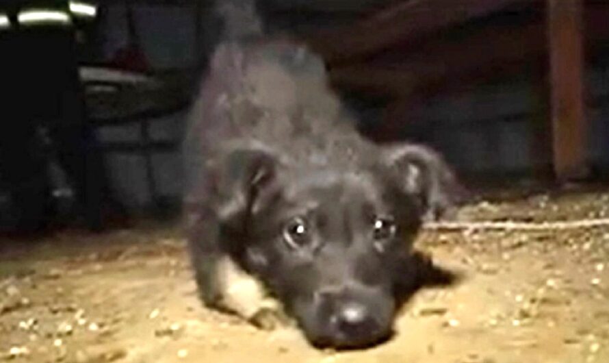 Puppy Who Couldn’t Walk Learns To Walk Again As 295 Dogs Are Rescued from a Puppy Mill