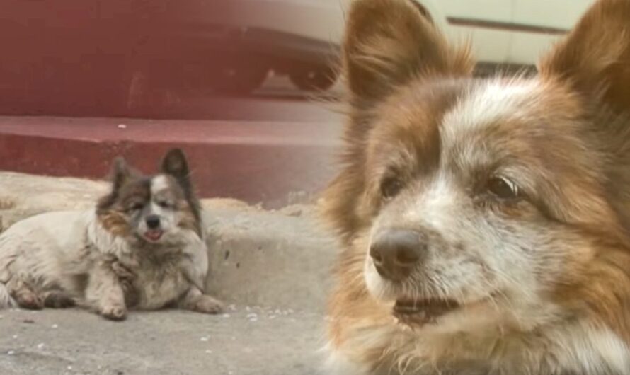 Dog abandoned when owner moves – waits in the same spot for ten years