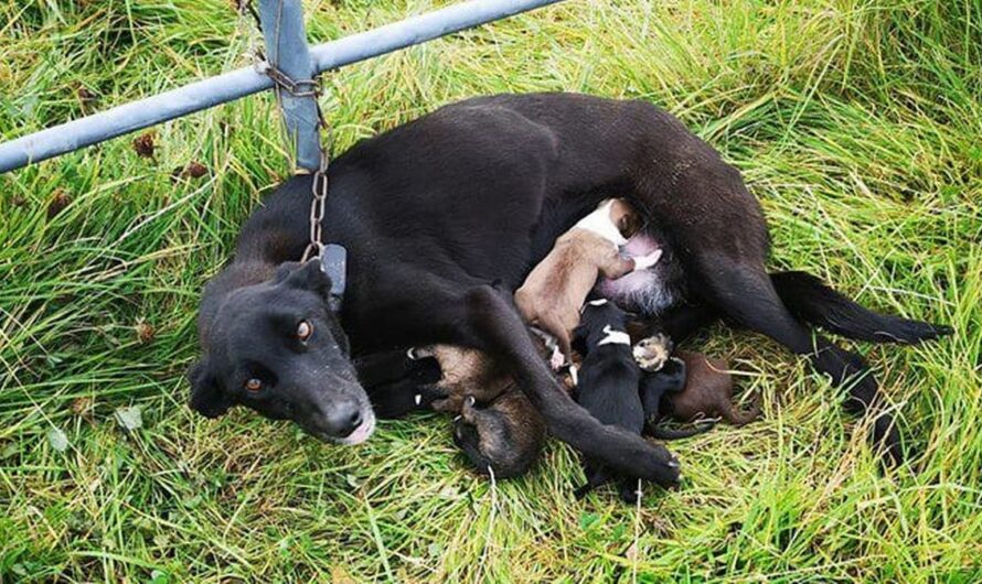 Abandoned dog is found chained up to fence while nursing six newborn puppies