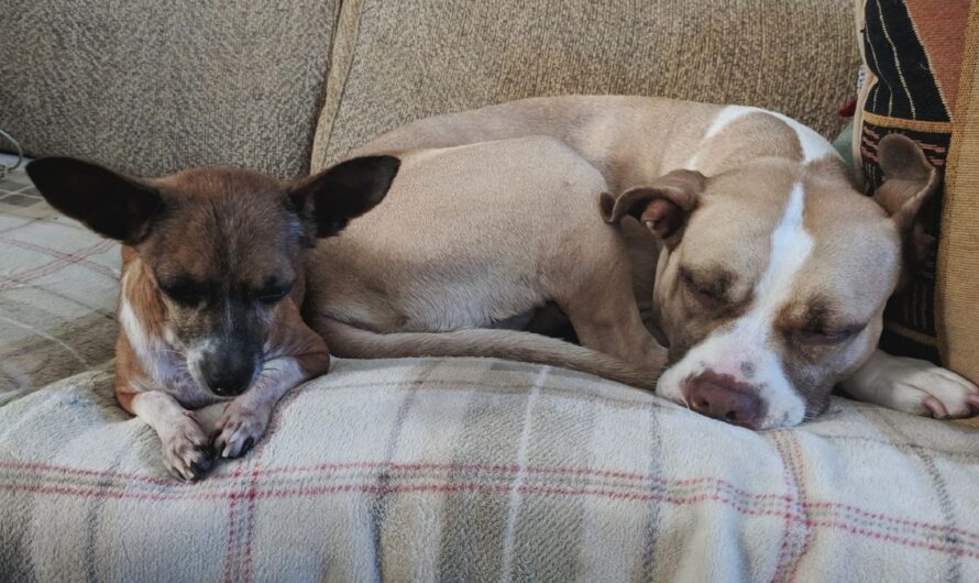 Rescue Dog Refuses To Leave Without Her Best Friend