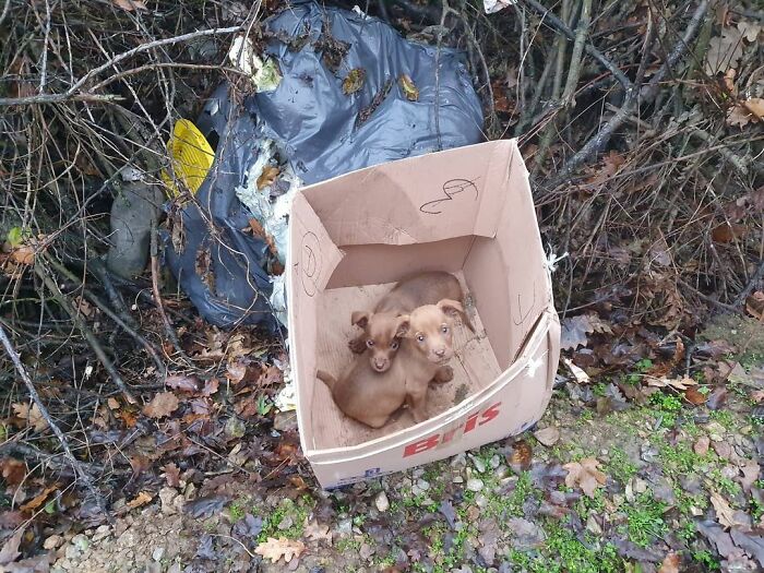 Meet Dejan Gacic, The Good Man Who Has A Shelter With Over A Thousand Dogs