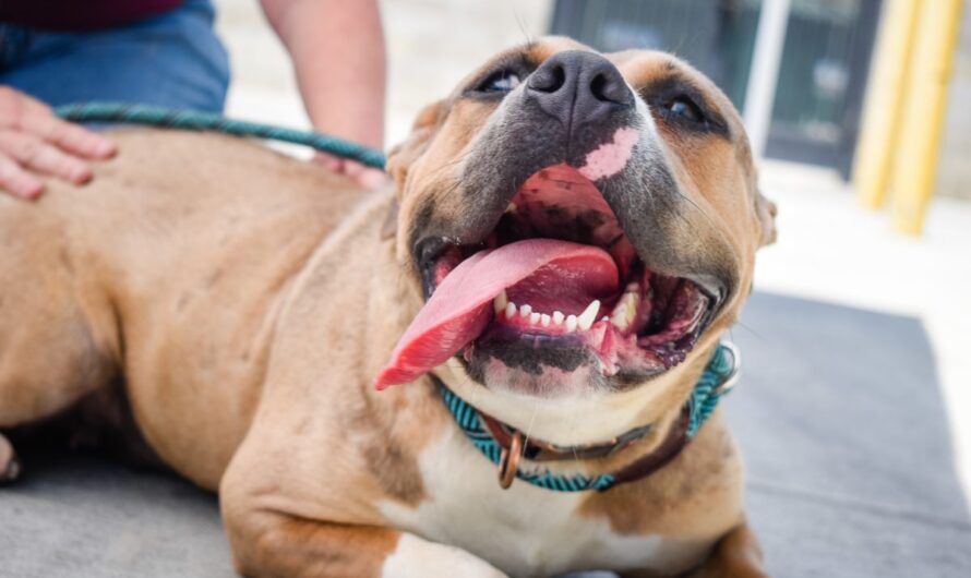 10 Myths About Pit Bulls and the Reasons Why Pit Bulls Are Not Dangerous