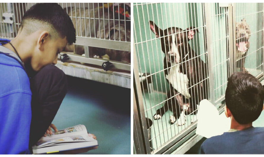 10-Year-Old Boy Reads To Shelter Dogs Every Weekend To Comfort Them