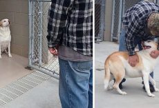 Dog With ‘No Personality’ Smiles When He Sees His Dad Again