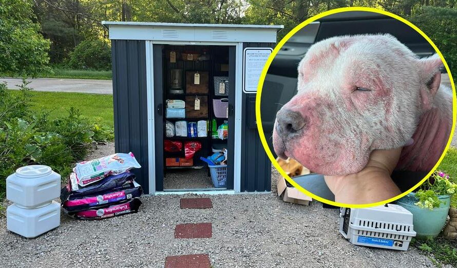 Sick dog was surrendered when his owners couldn’t afford medication — inspires pet pantry for those in need