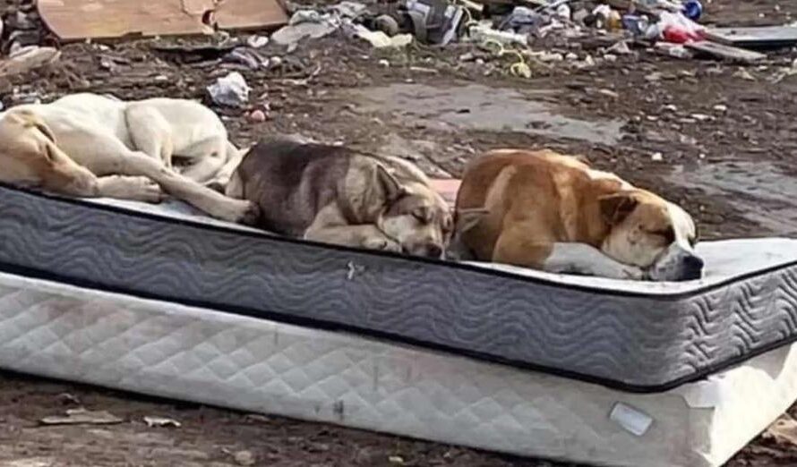 Three Dogs Rescued From Dump Pose A Year Later For Heartwarming Photo