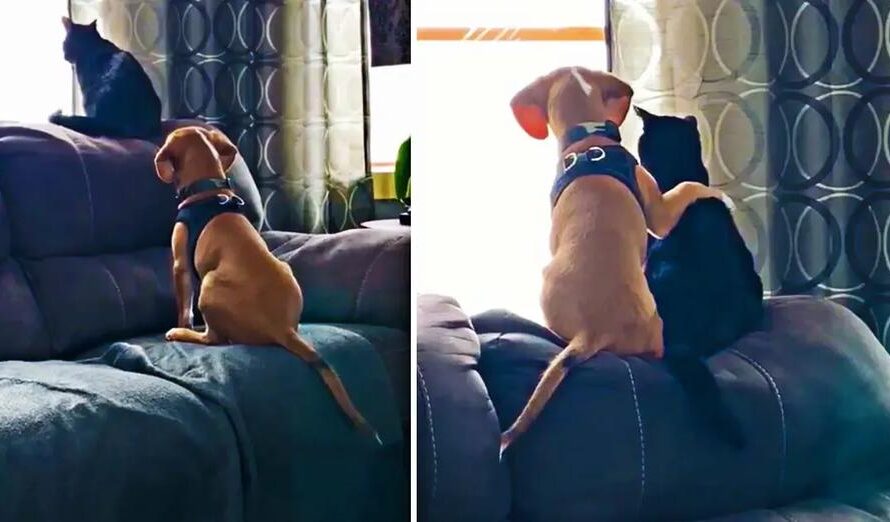 Beagle Pup Birdwatches With His Best Friend