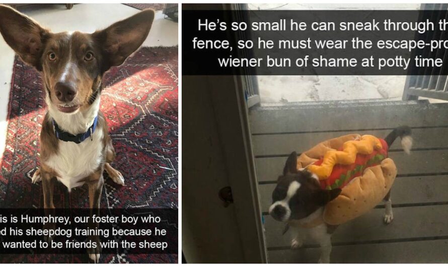 11 Of The Funniest And Most Heartwarming Snapchats That Prove ‘We Don’t Deserve Dogs’