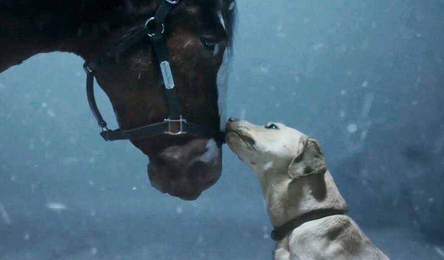 Budweiser Clydesdales Super Bowl 2024 Commercial: They’re Back