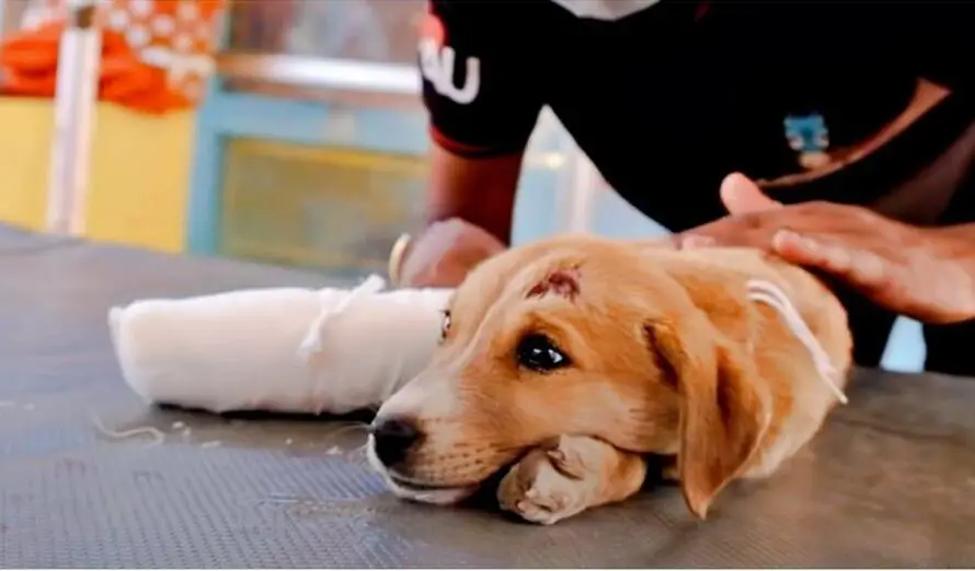 Somber Puppy Received Medical Care But They Couldn’t Heal Her ‘Sad Soul’