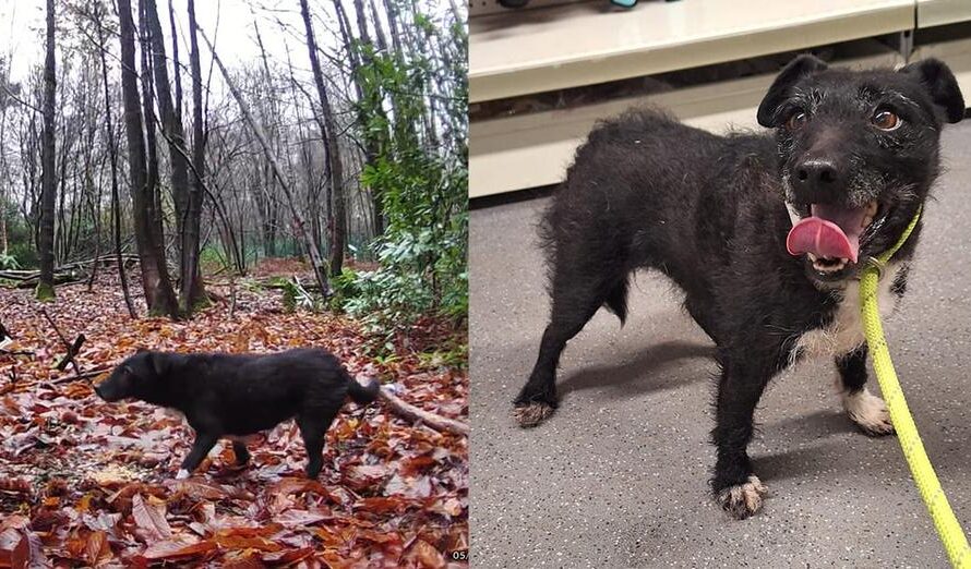 Volunteers rescue senior stray dog — discover that she’s been missing for nearly 7 years