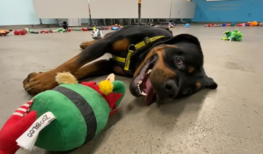 Shelter lays out toys so dogs can choose their favorite Christmas present