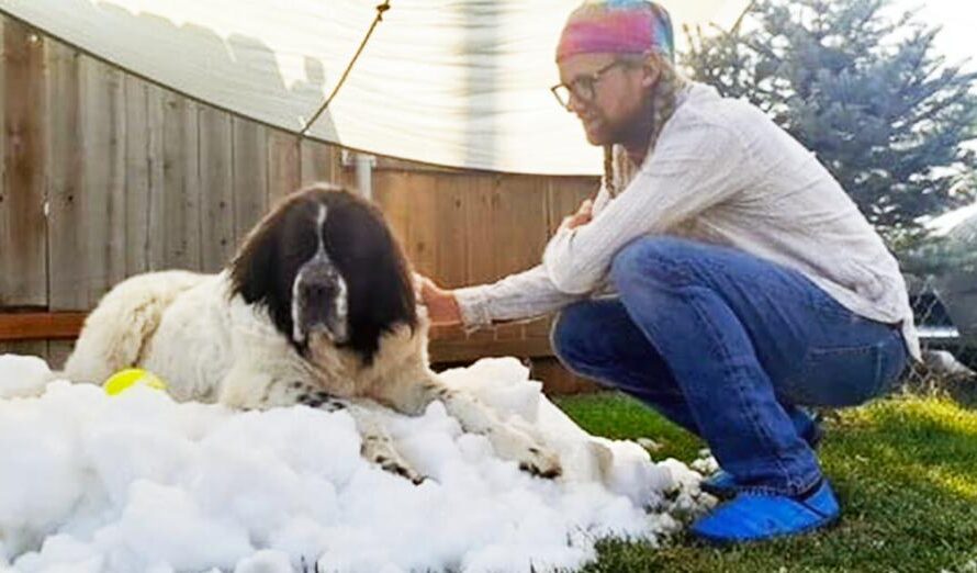 Ice rink fulfills dying dog’s final wish to see snow one last time