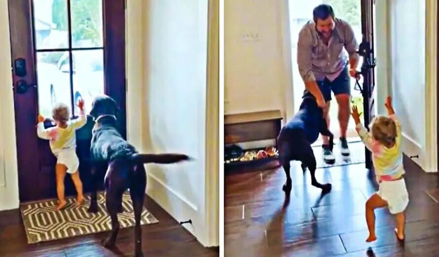 Little Girl And Doggy Get So Excited When Daddy Comes Home From Work