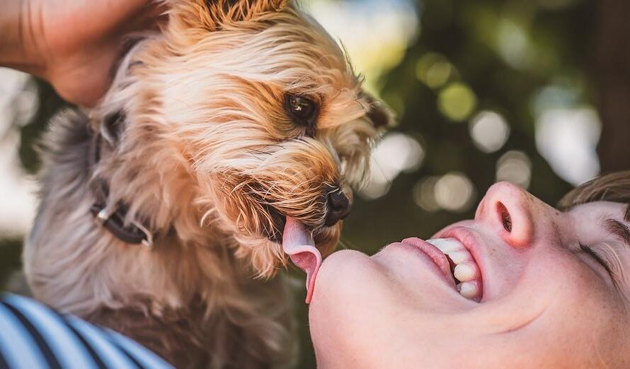 10 Dog Breeds That Form the Strongest Bonds with Their Owners