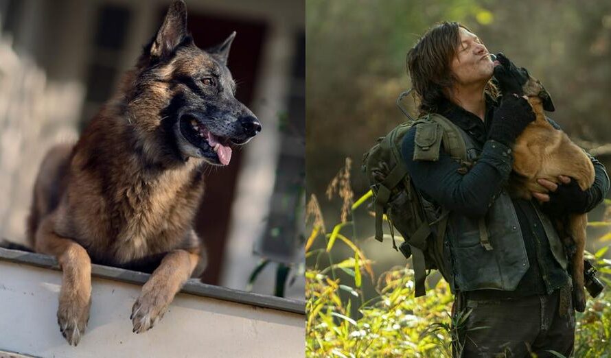 “Walking Dead” Dog actor Seven has died: Norman Reedus pays tribute to co-star: “will miss you buddy”