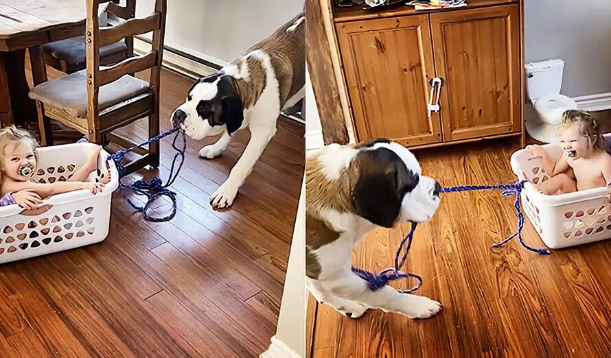 Big Doggy Takes Kids For Laundry Basket Ride