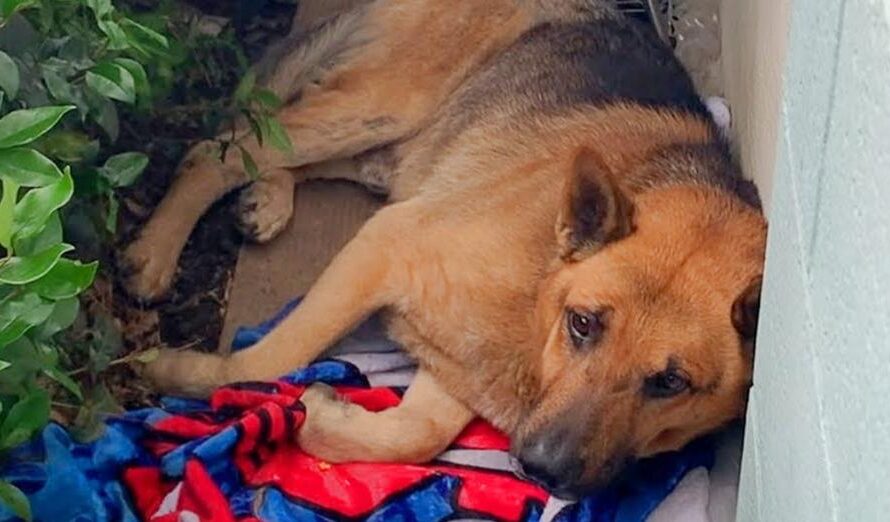 Scrunched Up On Side Of Building, Dog Whiffs Faint Scent Of Burgers