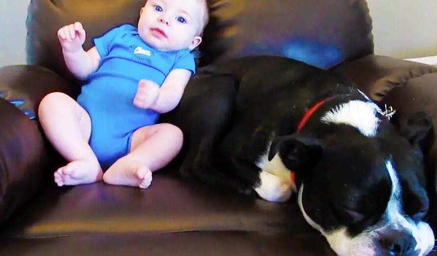 Baby Takes A Dog Completely By Surprise Releasing A Loud Fart