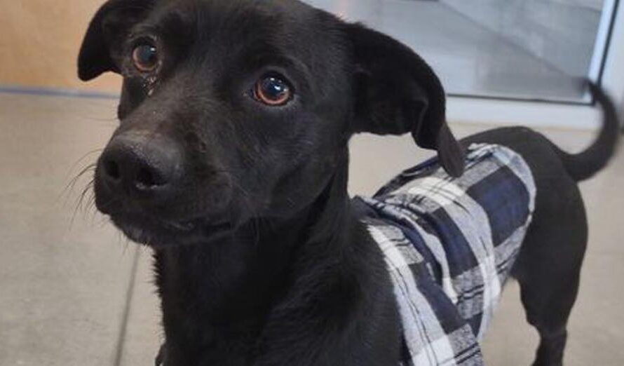 “A**hole” dog gets adopted after hilariously honest shelter post goes viral