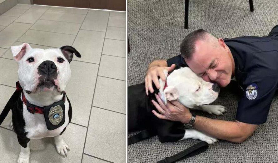 Shelter Pit Bull Has One Day Visit To Police Department, Now Is Their Full Time ‘Paw-trol Officer’