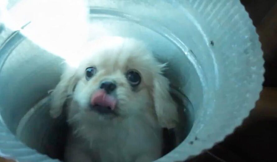 Little puppy falls 3 stories and gets trapped in air vent — firefighters spend hours saving his life