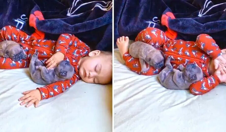 Adorable Puppies Snuggle with Toddler for Nap Time