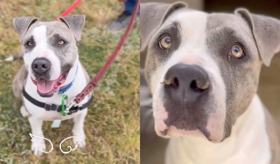 Shelter dog mistakenly euthanized even after finding an adopter: “purely killed for space”