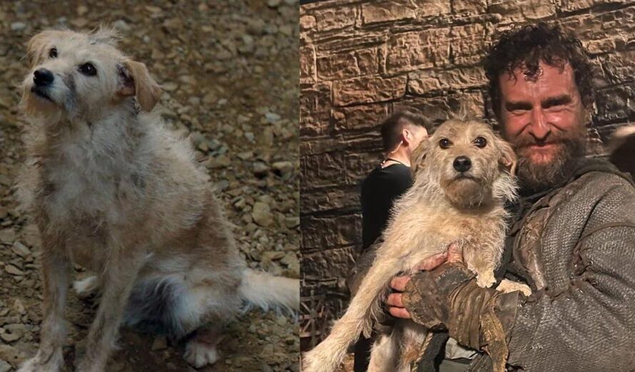 Meet Bobby, the former stray dog who is the breakout star of “House of the Dragon”