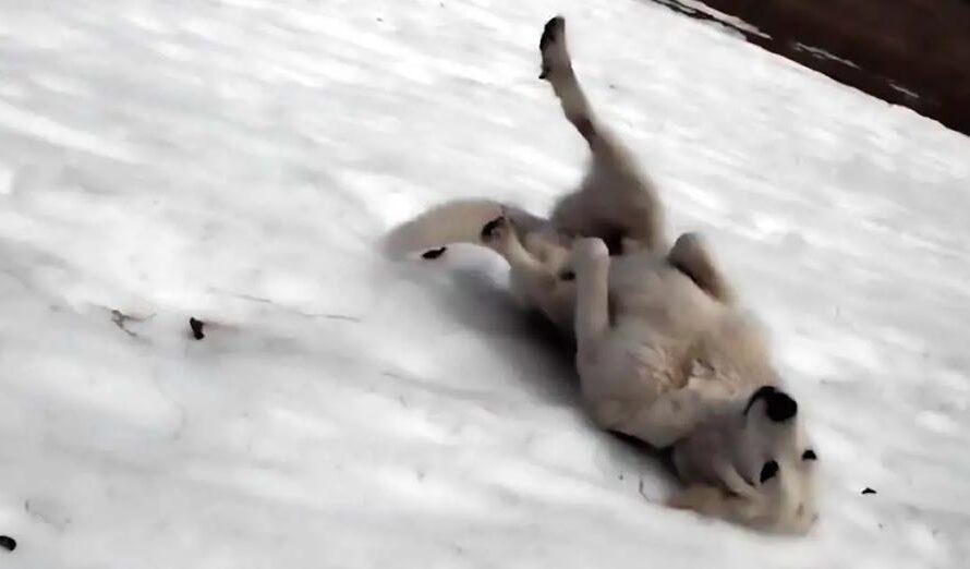 Excited Dog Repeatedly Slides Down Snowy Hill