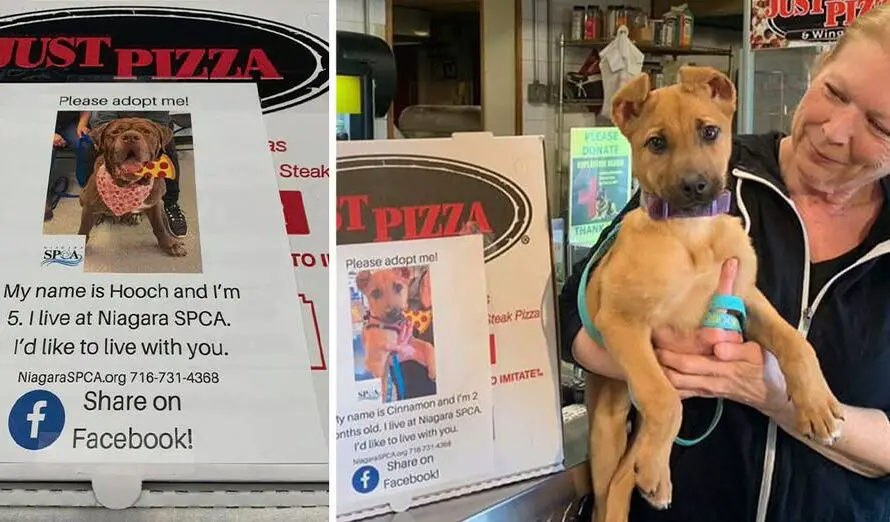 To Help Shelter Dogs Be Adopted, A Pizza Restaurant Prints Images Of Them On Pizza Boxes